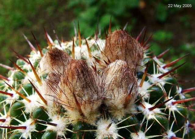 Notocactus_ mammulosus_ 07